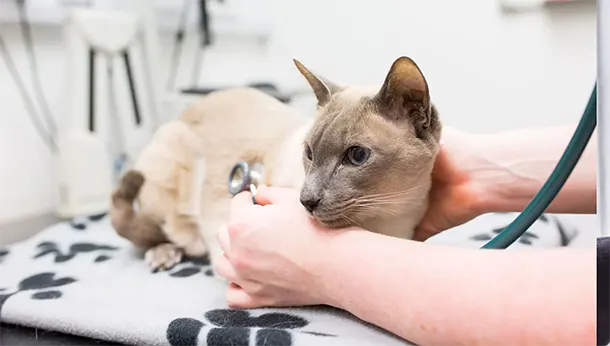 Plan de Salud o Seguro Veterinario: Qué Elegir para tu Mascota