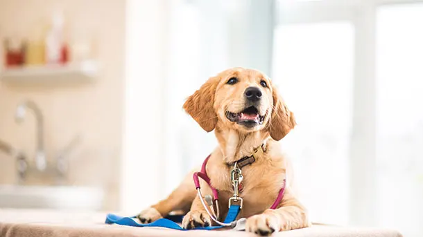 Plan de salud para mascotas: la mejor opción para su bienestar