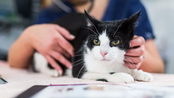 Qué cubre un plan de salud para mascotas y un seguro veterinario | Diferencias y coberturas