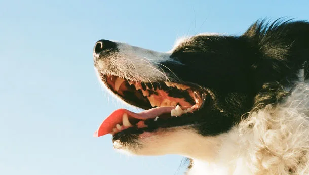 Plan de salud veterinario: dudas frecuentes y claves para reducir gastos