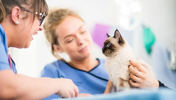 Detección temprana de enfermedades en mascotas: guía práctica