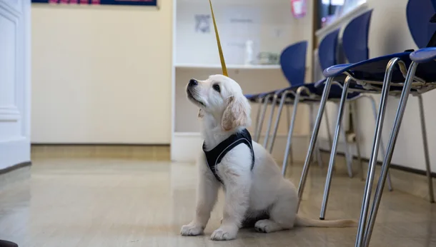 Cómo planificar el presupuesto veterinario de mascota