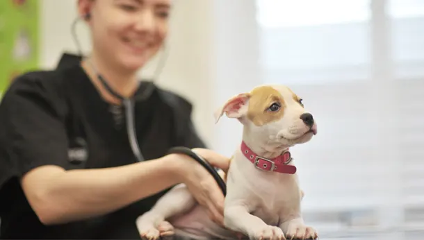 Importancia de la revisión veterinaria mensual en la salud de tu mascota