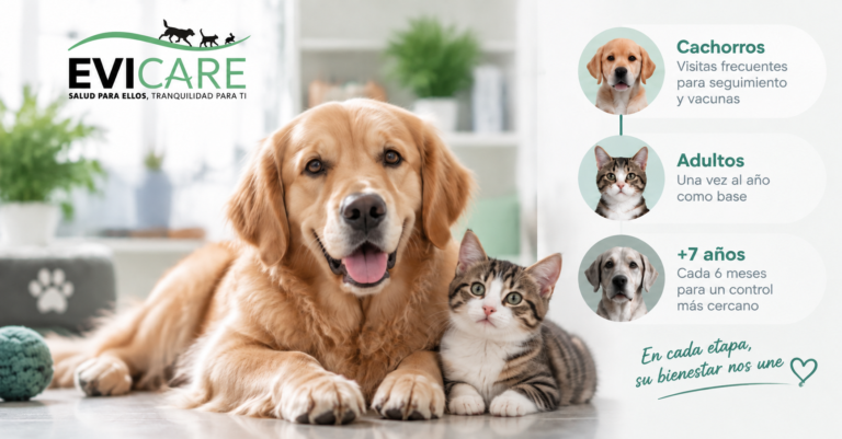 Cada cuánto llevar a tu mascota al veterinario según su edad