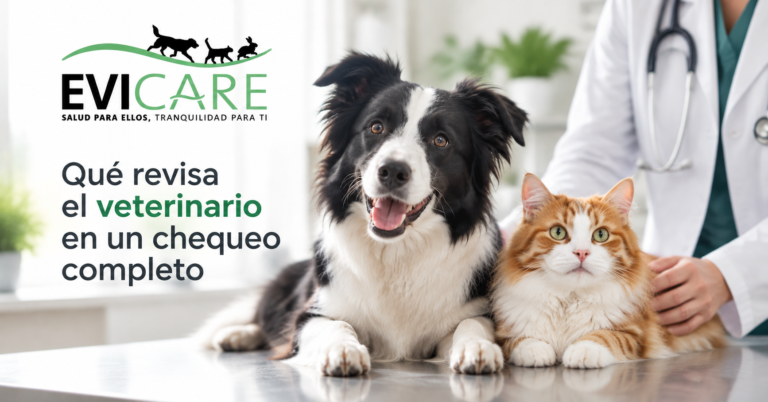 Qué revisa el veterinario en un chequeo completo de perros y gatos con exploración de salud preventiva