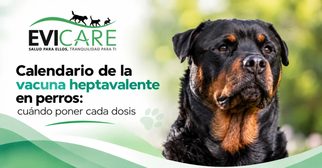 Calendario de la vacuna heptavalente en perros: imagen de EviCare con un perro y una guía sobre cuándo administrar cada dosis.