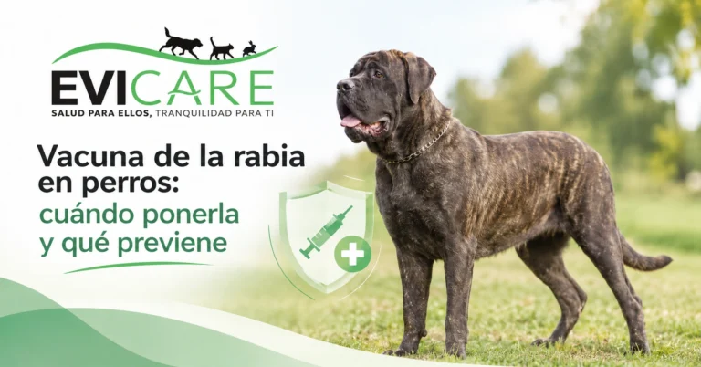 Vacuna de la rabia en perros: cuándo ponerla, qué enfermedades previene y la importancia de la vacunación antirrábica para la salud y protección canina.